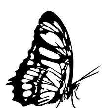 West coast butterfly coloring page