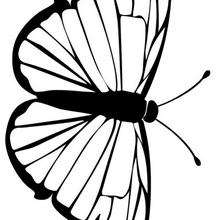 Green-veined white butterfly coloring page - Coloring page - ANIMAL coloring pages - INSECT coloring pages - BUTTERFLY coloring pages