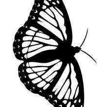 Printable butterfly coloring page - Coloring page - ANIMAL coloring pages - INSECT coloring pages - BUTTERFLY coloring pages