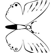 Plum Judy Butterfly coloring page - Coloring page - ANIMAL coloring pages - INSECT coloring pages - BUTTERFLY coloring pages