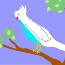 Cockatoo - Drawing for kids - KIDS drawings - ANIMAL drawings for kids - BIRD drawings