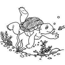 Franklin swimming coloring page - Coloring page - CHARACTERS coloring pages - CARTOON CHARACTERS Coloring Pages - FRANKLIN coloring pages - FRANKLIN TURTLE coloring pages