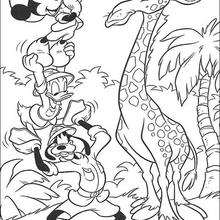 Mickey Mouse, Donald Duck, Goofy Goof and the giraffe - Coloring page - DISNEY coloring pages - Mickey Mouse coloring pages
