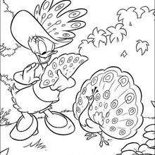 Daisy Duck and the peacock - Coloring page - DISNEY coloring pages - Donald Duck coloring pages