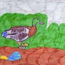 Mallard duck drawing