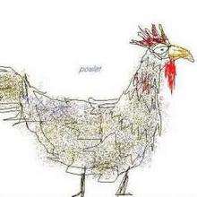 Chicken drawing
